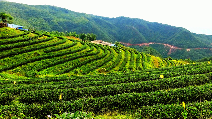 台湾茶人吕礼臻的茶人故事